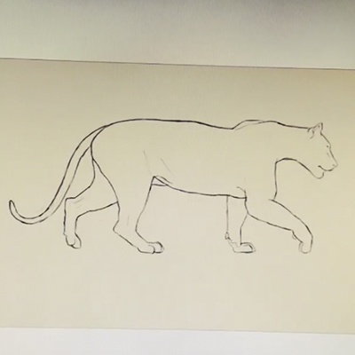 tiger walk